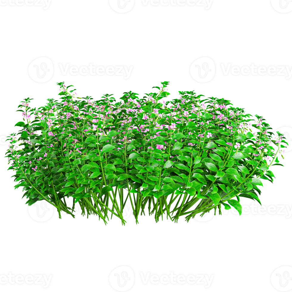 3d illustration of Impatiens Walleriana flowers plant isolated on transparent canvas png