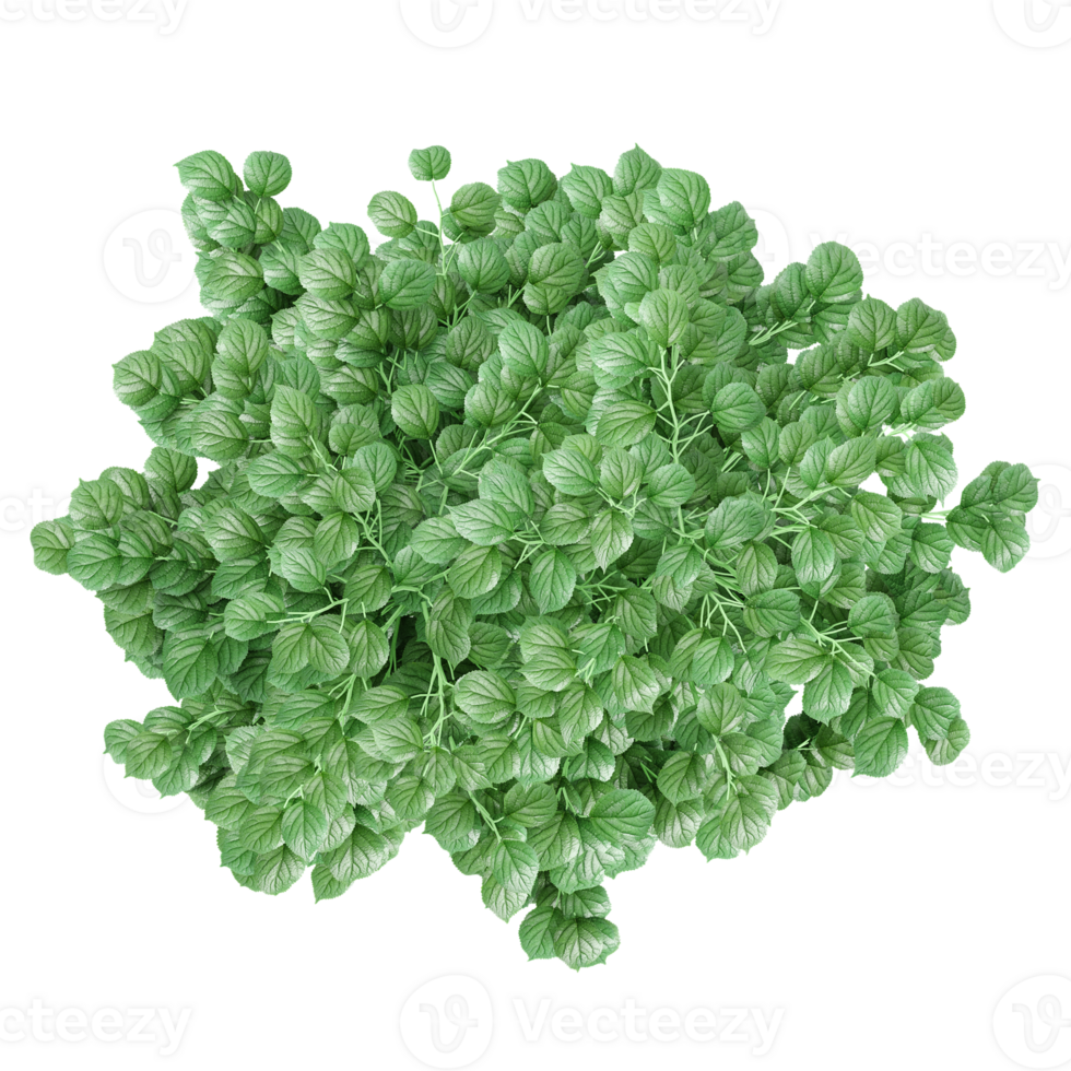 Collection of Calycanthus chinensis palnt isolated on transparent Canvas from the top view png