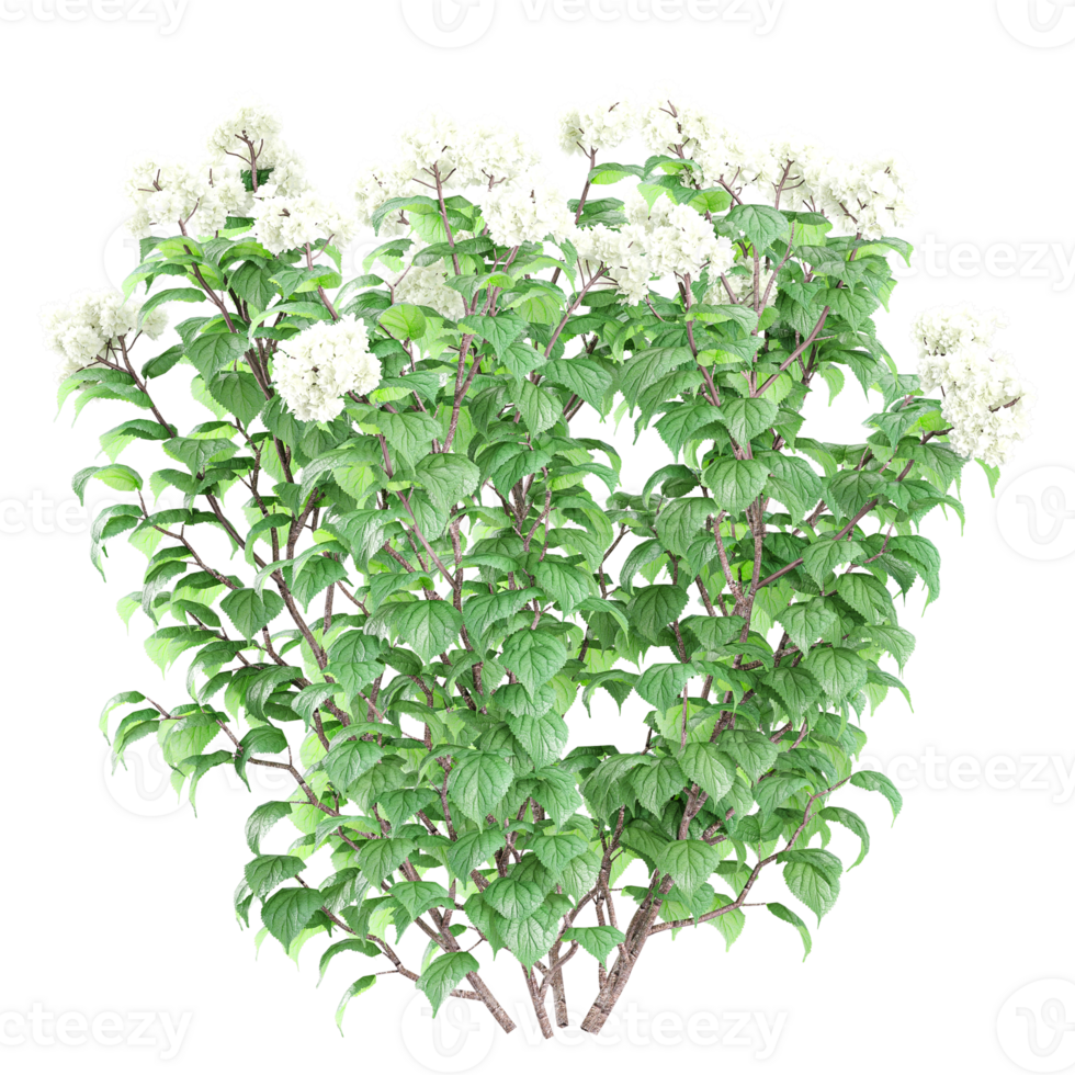 3d illustration of Viburnum flowers plant isolated on transparent canvas png