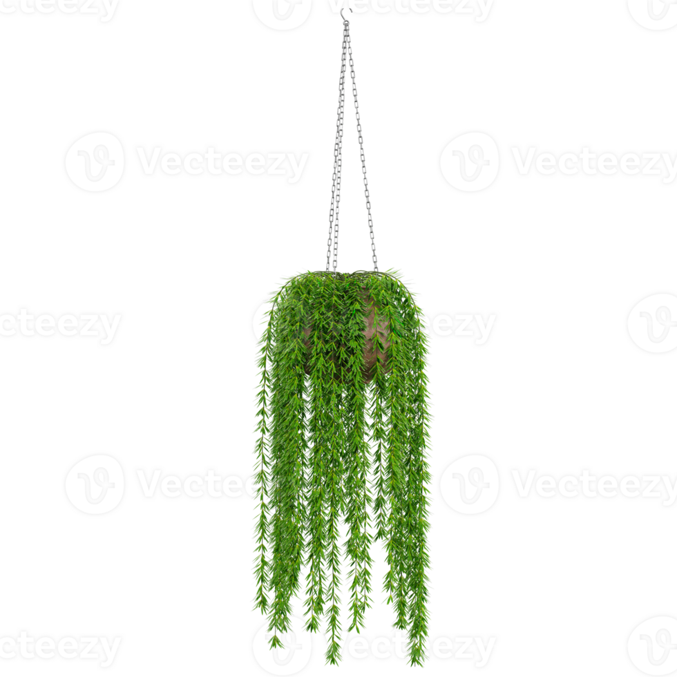3d Rendering of hanging plant in pot on Transparent Canvas png