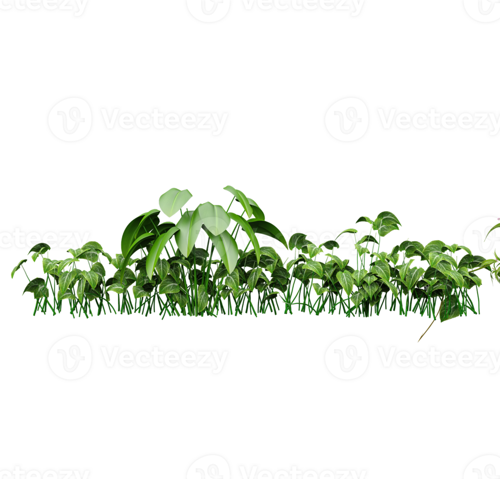 3d rendering tropical plant front view png
