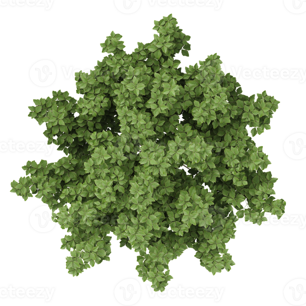 3d illustration of Viburnum Dentatum trees isolated on transparent canvas from top view png
