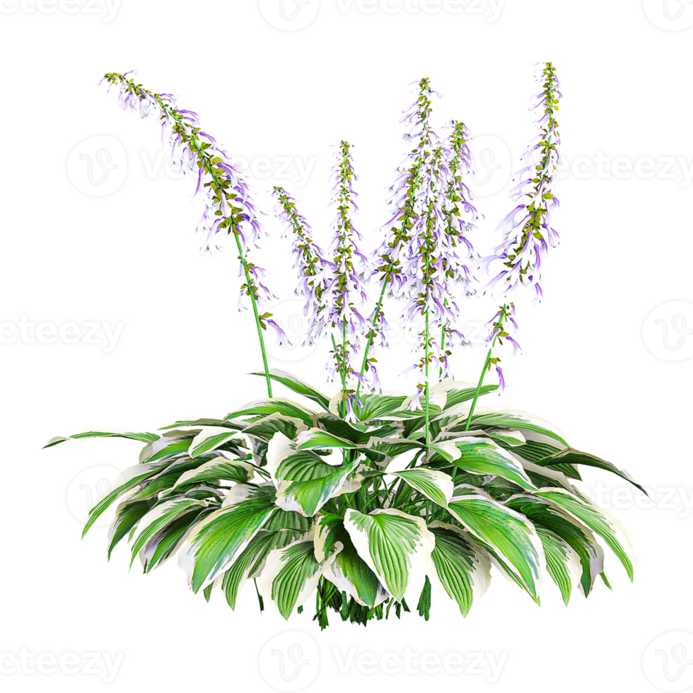 3d illustration of Iris flowers plant isolated on transparent canvas png