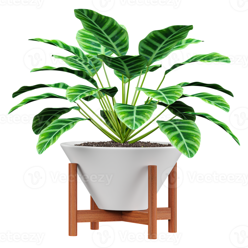 3d illustration of houseplant in modern potted isolated on transparent Canvas png