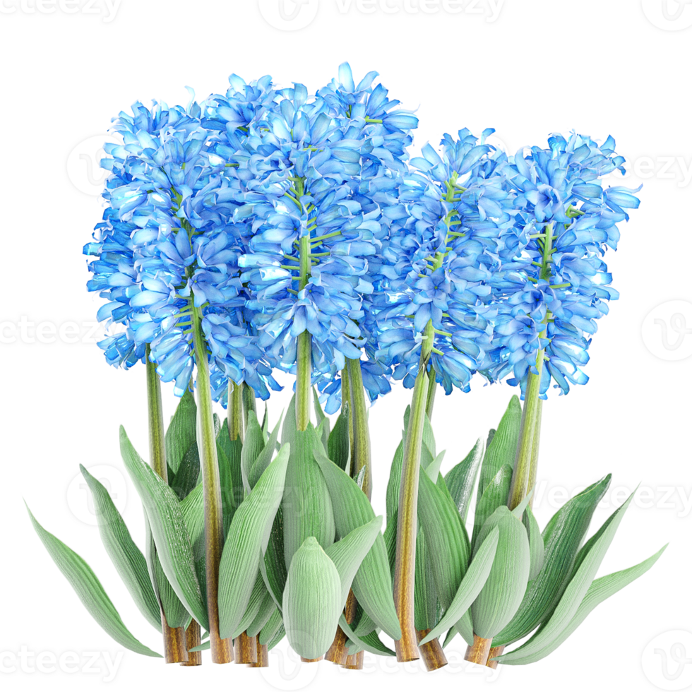 3d illustration of hyacinths plant isolated on transparent Canvas png