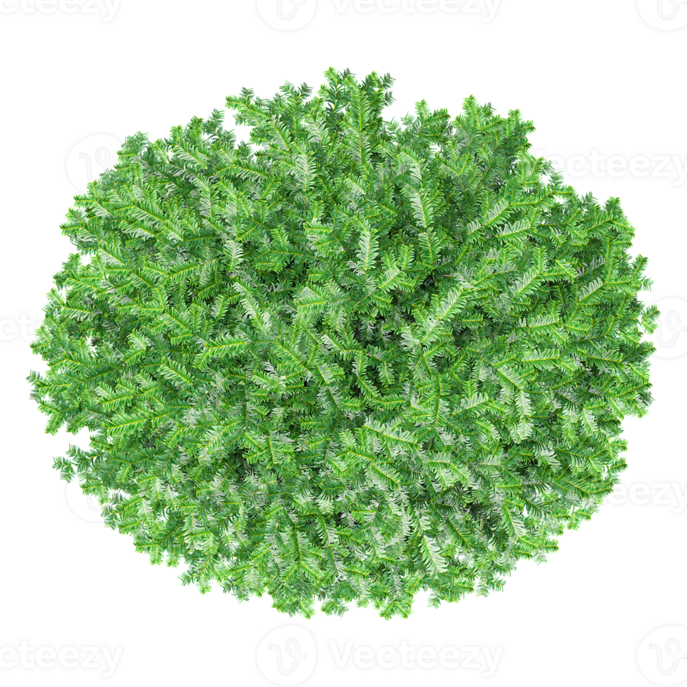 Collection of Commo Yew tree isolated on transparent Canvas from the top view png