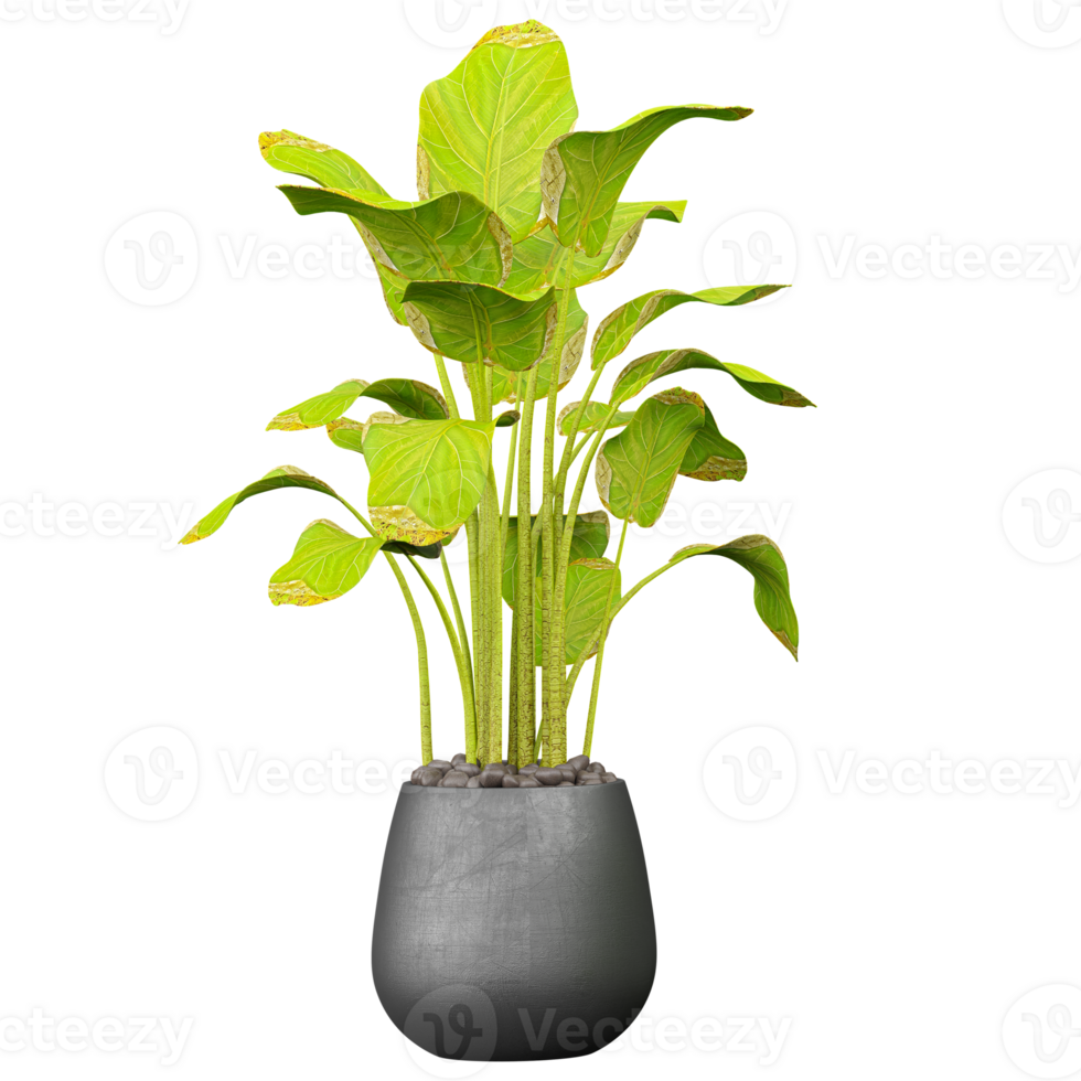 collection of Calathea LuteaIndoor Plant in pot isolated on transparent Canvas png