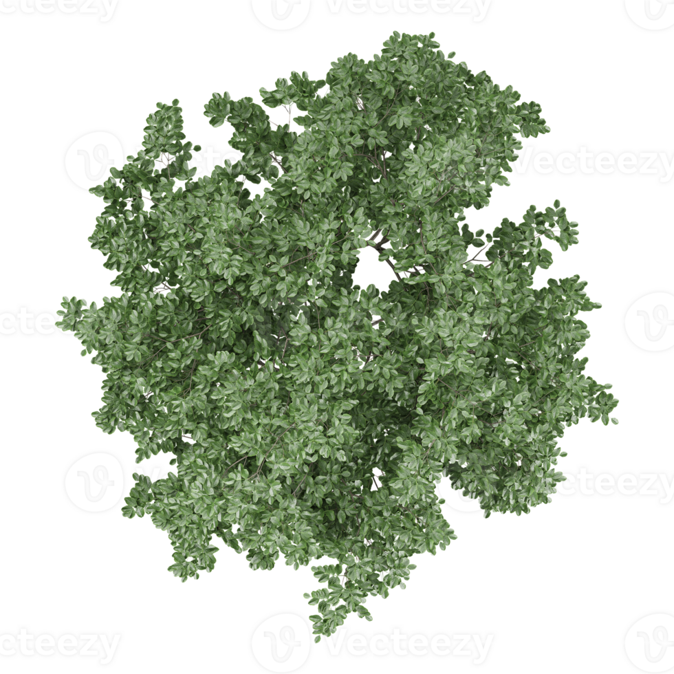 3d illustration of Walnu trees isolated on transparent canvas from top view png
