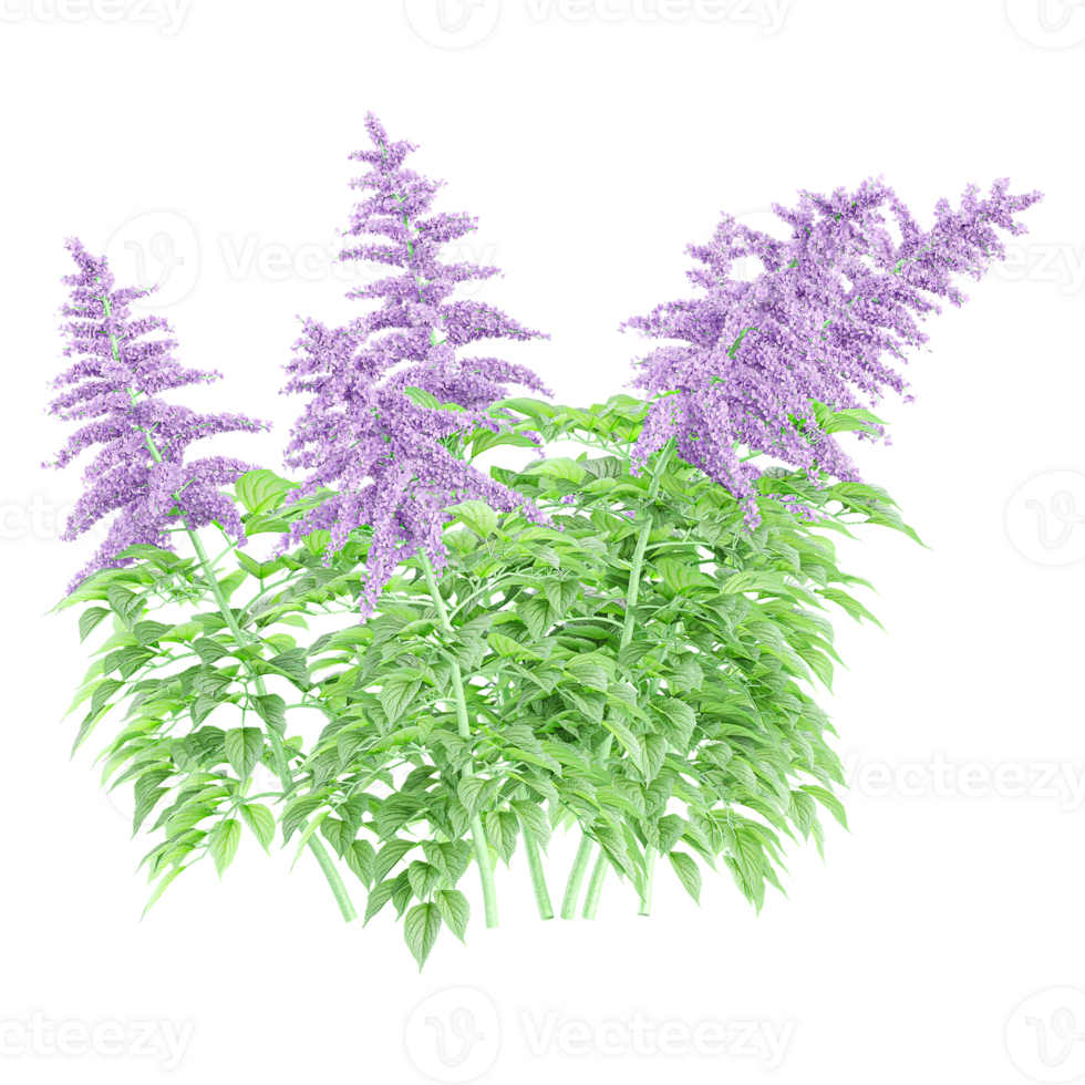 3d illustration of False goat's beard flower plant isolated on transparent canvas png