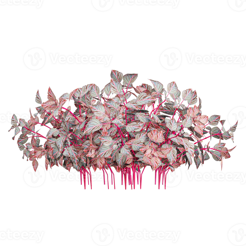 3d rendering of Iresine herbstii Kalmia plant isolated on transparent Canvas png