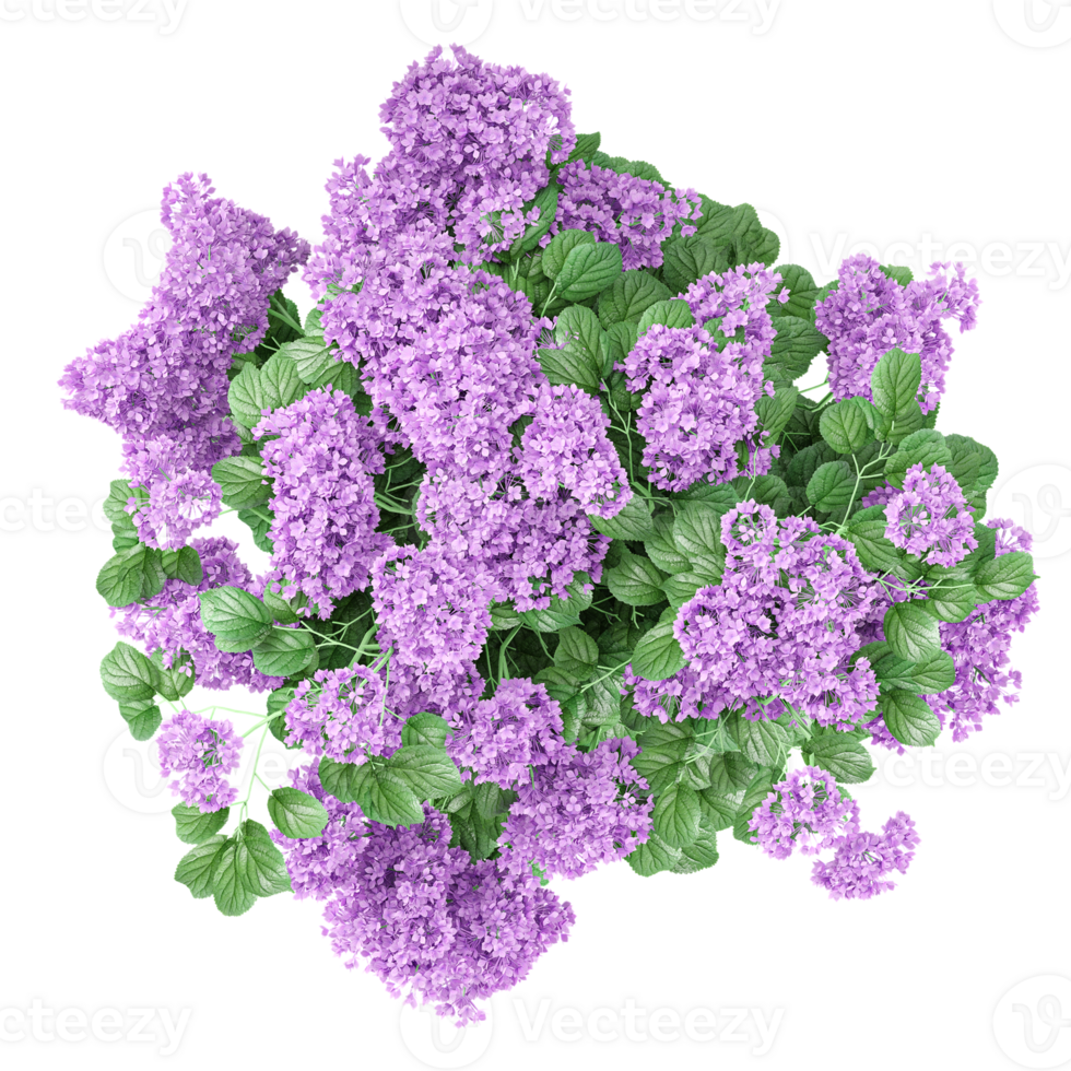 3d illustration of hyacinths plant isolated on transparent Canvas from the top view png