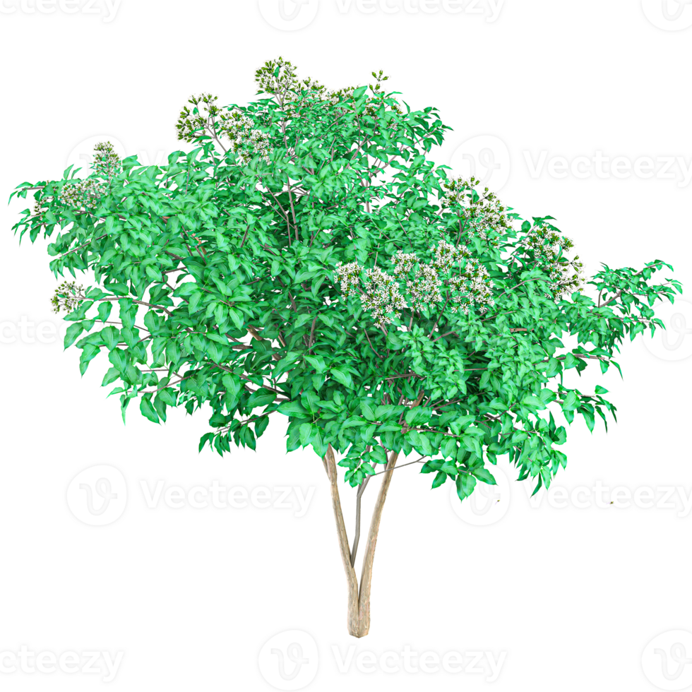 3d rendering of Heptacodium miconioides plant isolated on transparent Canvas png