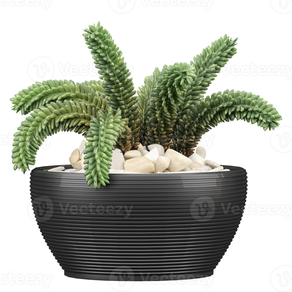 3d illustration of plants in modern potted isolated on transparent Canvas png