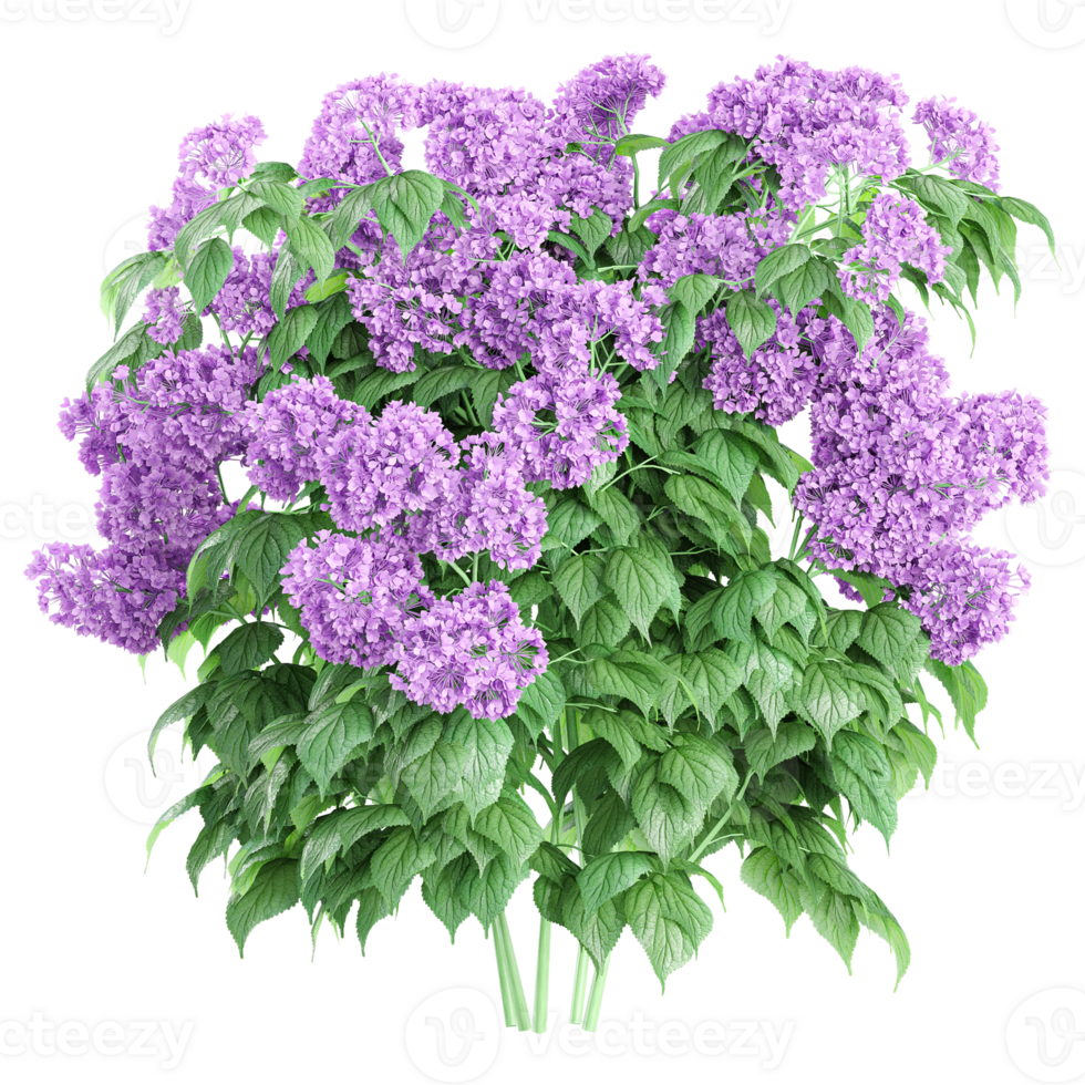 3d rendering of Heliotropium arborescens plant isolated on transparent Canvas png