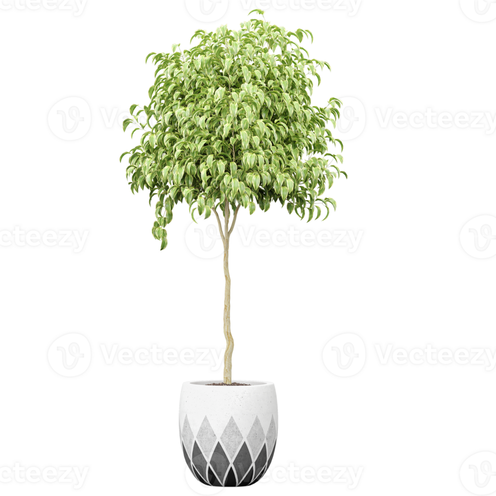 3d illustration of Victoria Dracena plant isolated on transparent Canvas png