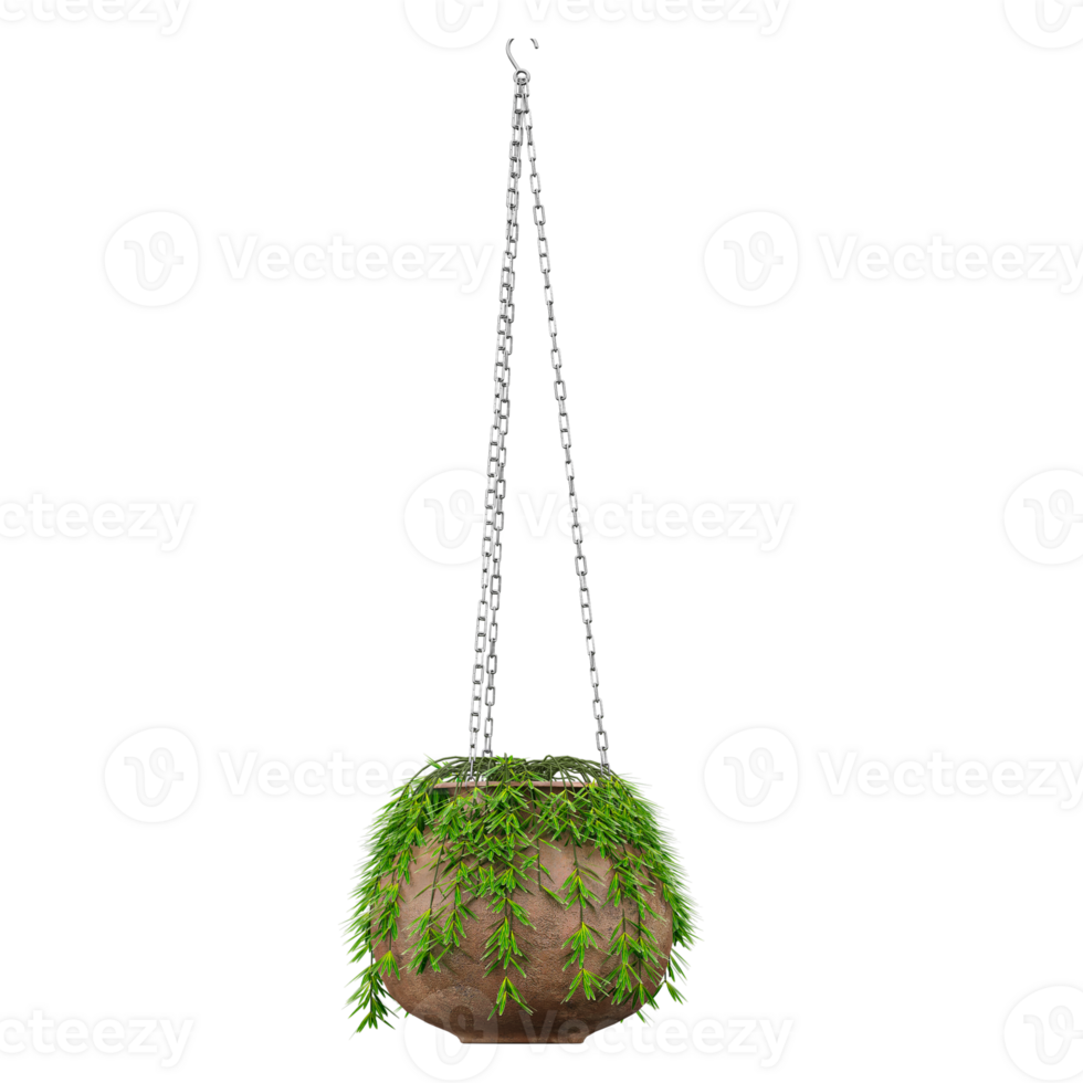 3d illustration of hanging plant isolated on transparent Canvas png