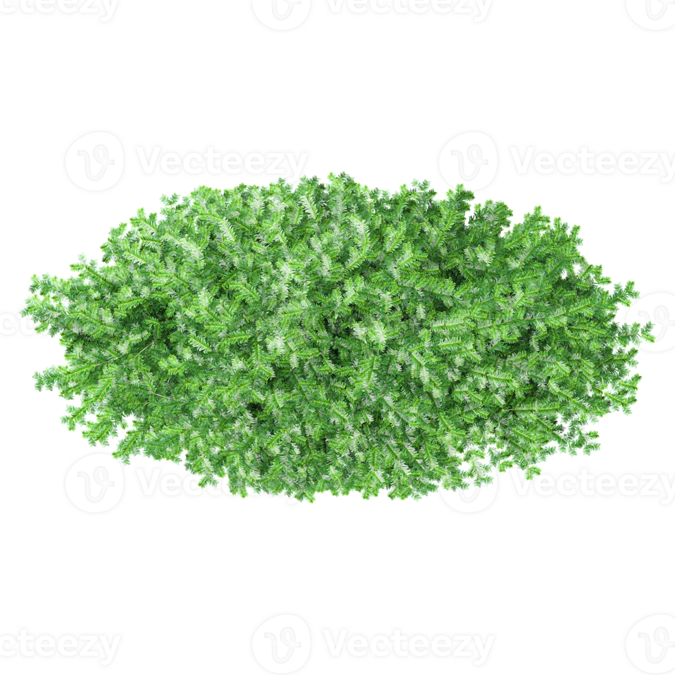 Top view of Commo Yew tree from transparent Canvas png