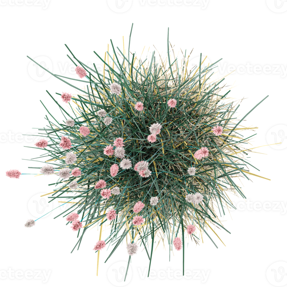 3d illustration of Wild field grass isolated on transparent canvas from top view png