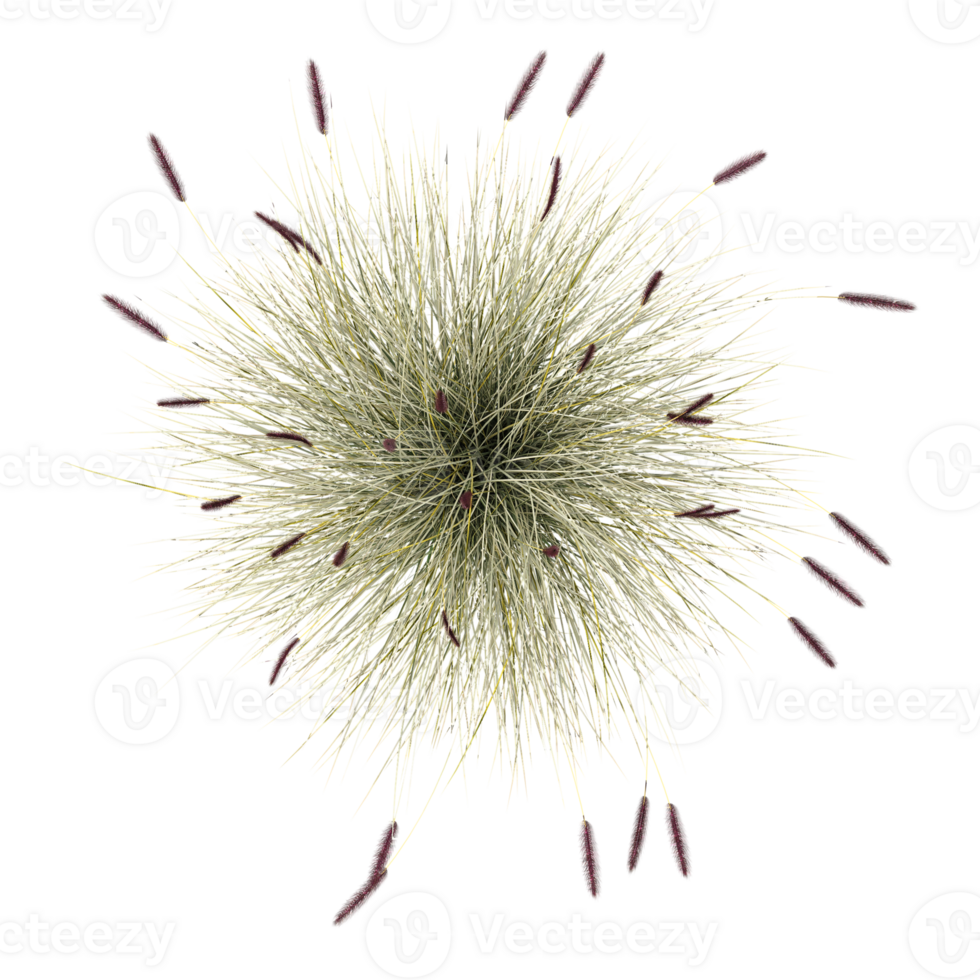collection of grass isolated on transparent Canvas from the top view png