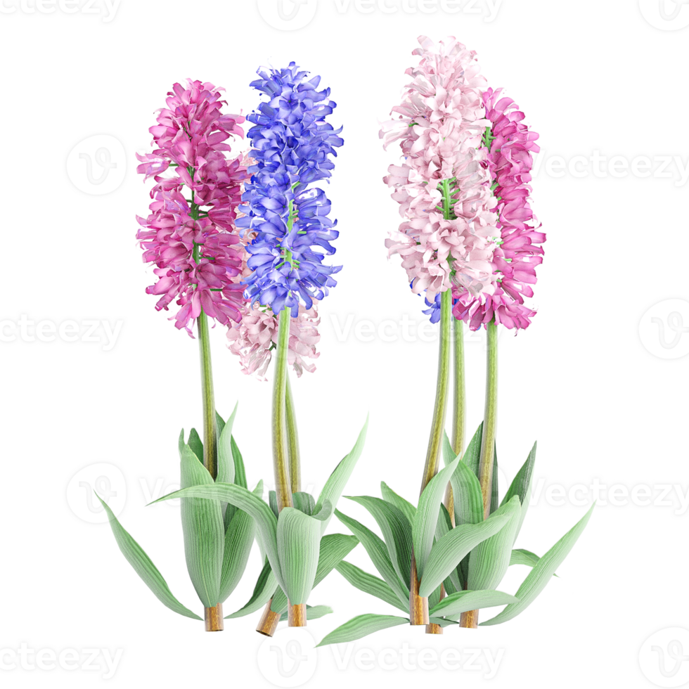 Collection of hyacinths palnt isolated on transparent Canvas png