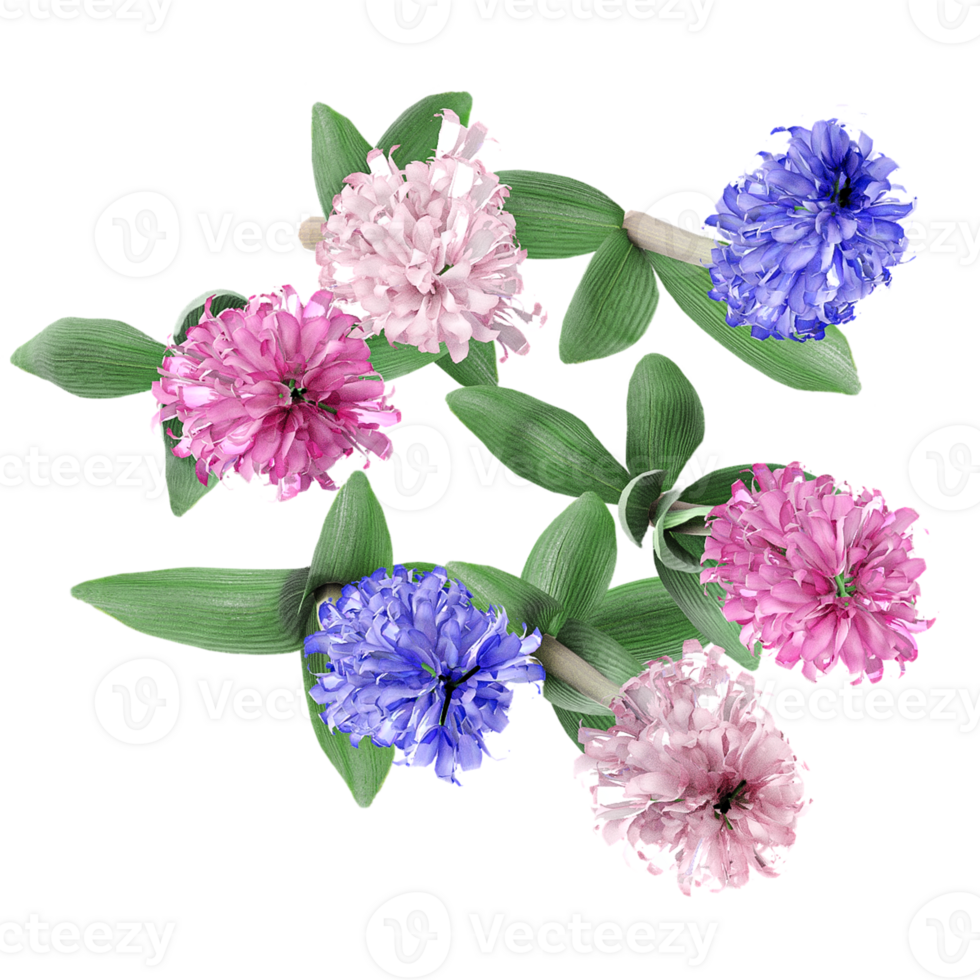 Collection of hyacinths palnt isolated on transparent Canvas from the top view png