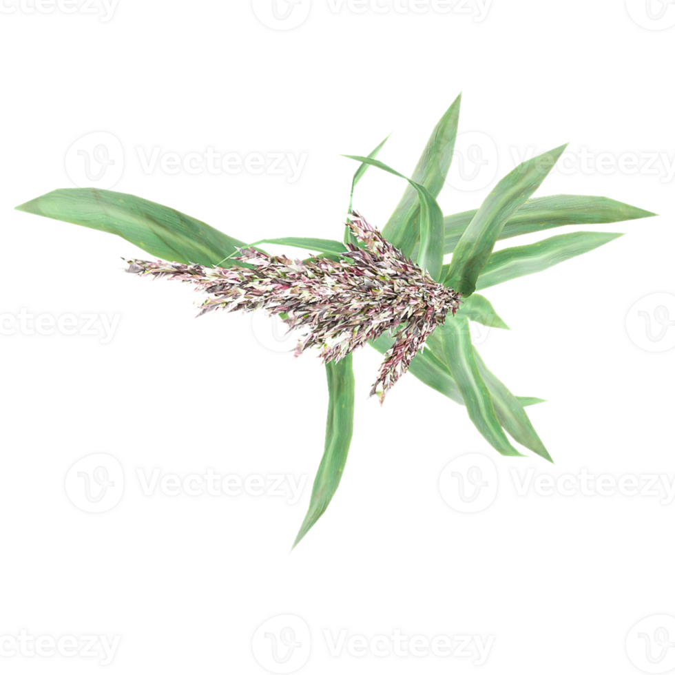 3d illustration of arundo donax grass isolated on transparent canvas png