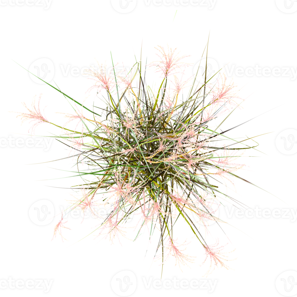 Wild field grass isolated on transparent Canvas from top view png