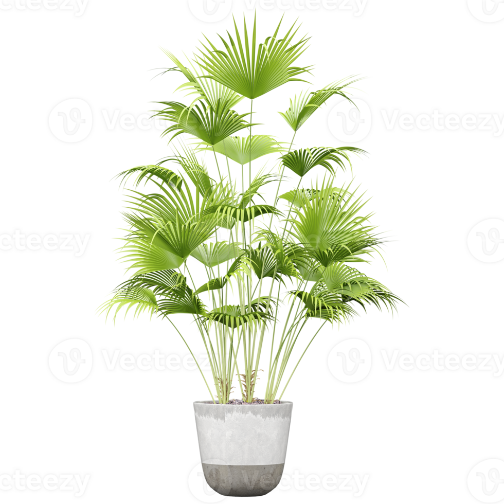 3d render Plant pot in front angles isolated on transparent Canvas png