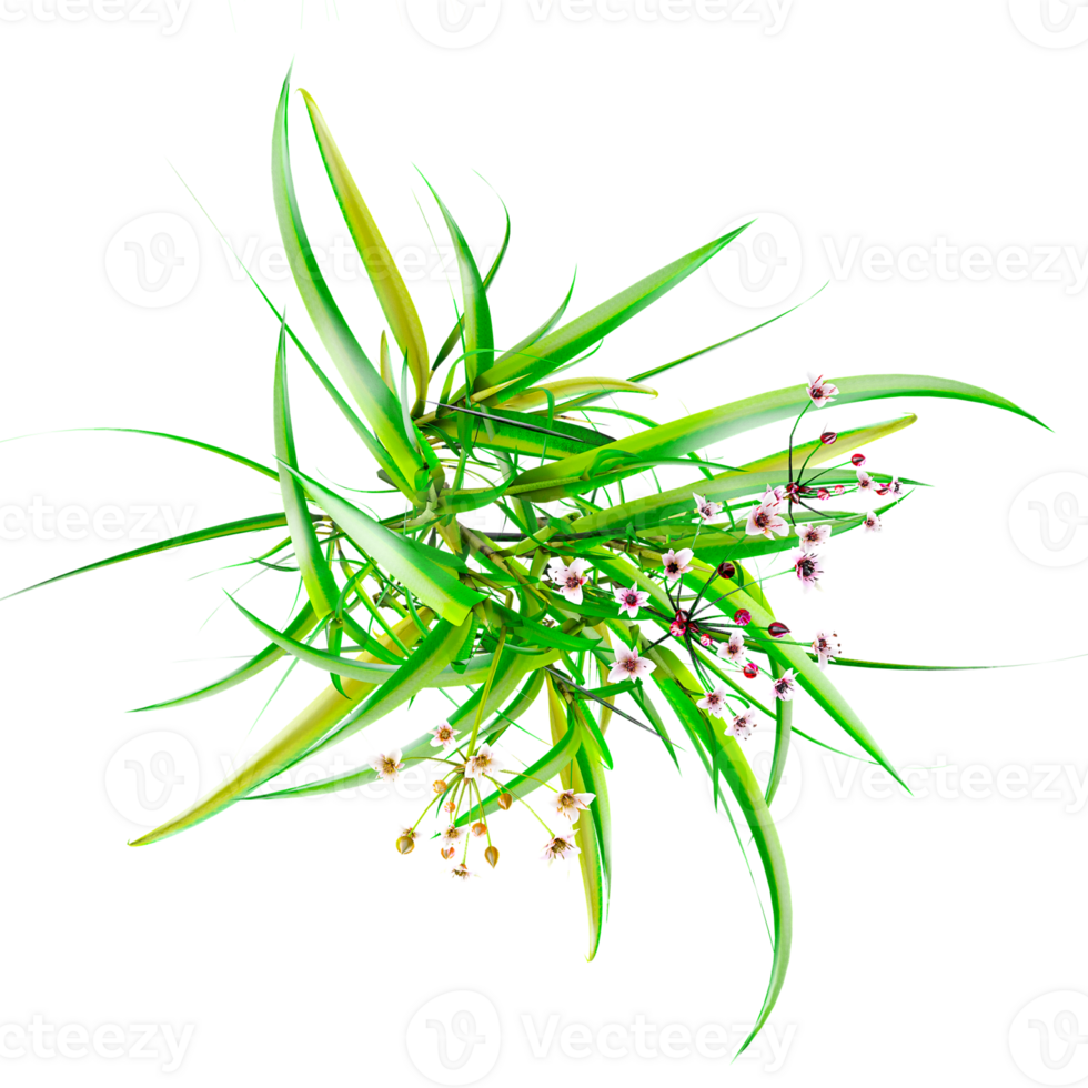 Collection of Wild field grass isolated on transparent Canvas from the top view png