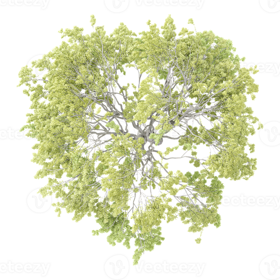 Green beautiful Weeping willow tree isolated on Canvas from top view png