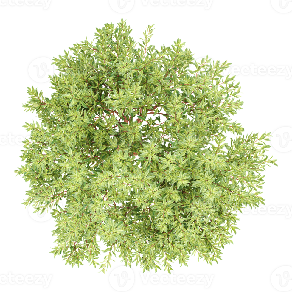 Top view of Madrones trees isolated on transparent Canvas png