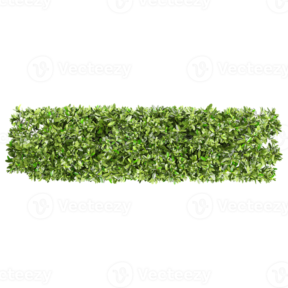 3d illustration of Grecian bay trees isolated on transparent canvas from top view png
