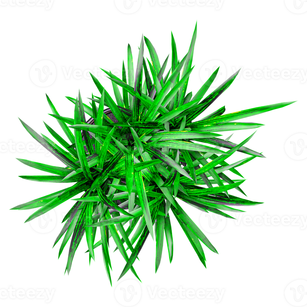 Topview of Dracaena plant on transparent Canvas png