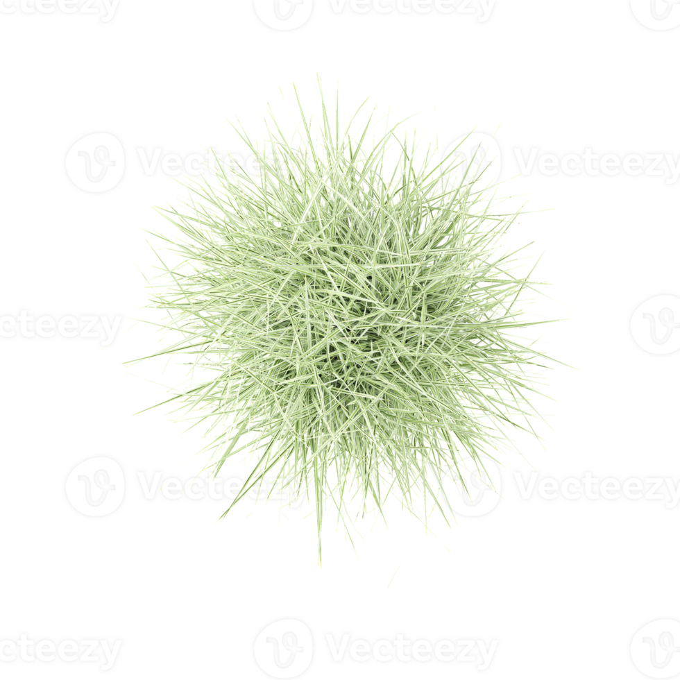 Collection of Encapsulated grass isolated on transparent Canvas from the top view png