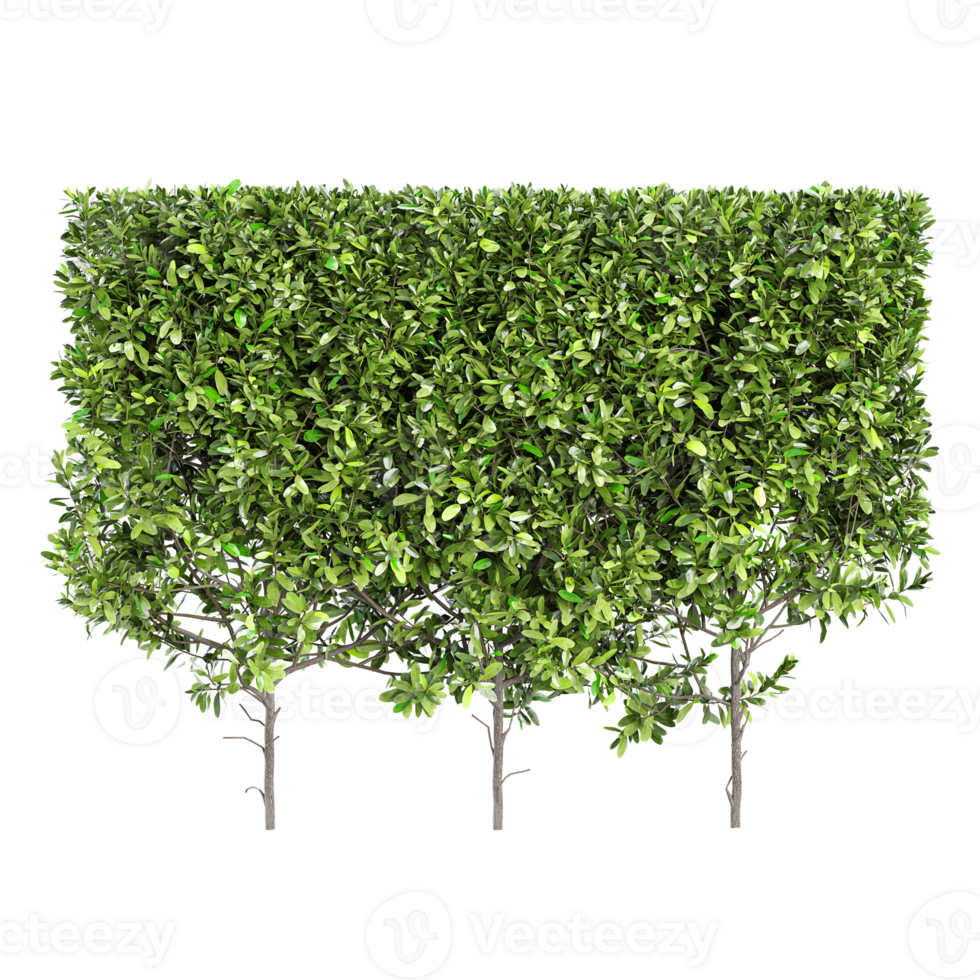 3d Rendering Of Grecian bay trees on Transparent Canvas png
