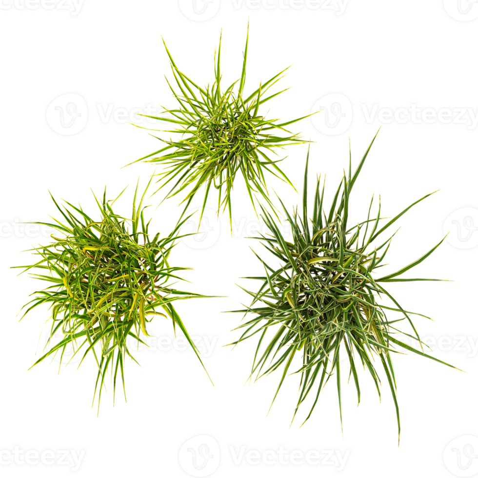 From the top view of Needle grasses for architecture visualization png
