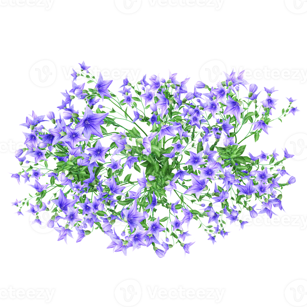 3d illustration of Platycodon grandiflorus flower plant isolated on transparent canvas png