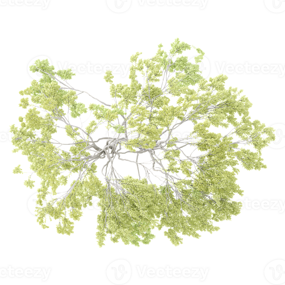 Top view of Weeping willow tree isolated on transparent Canvas png