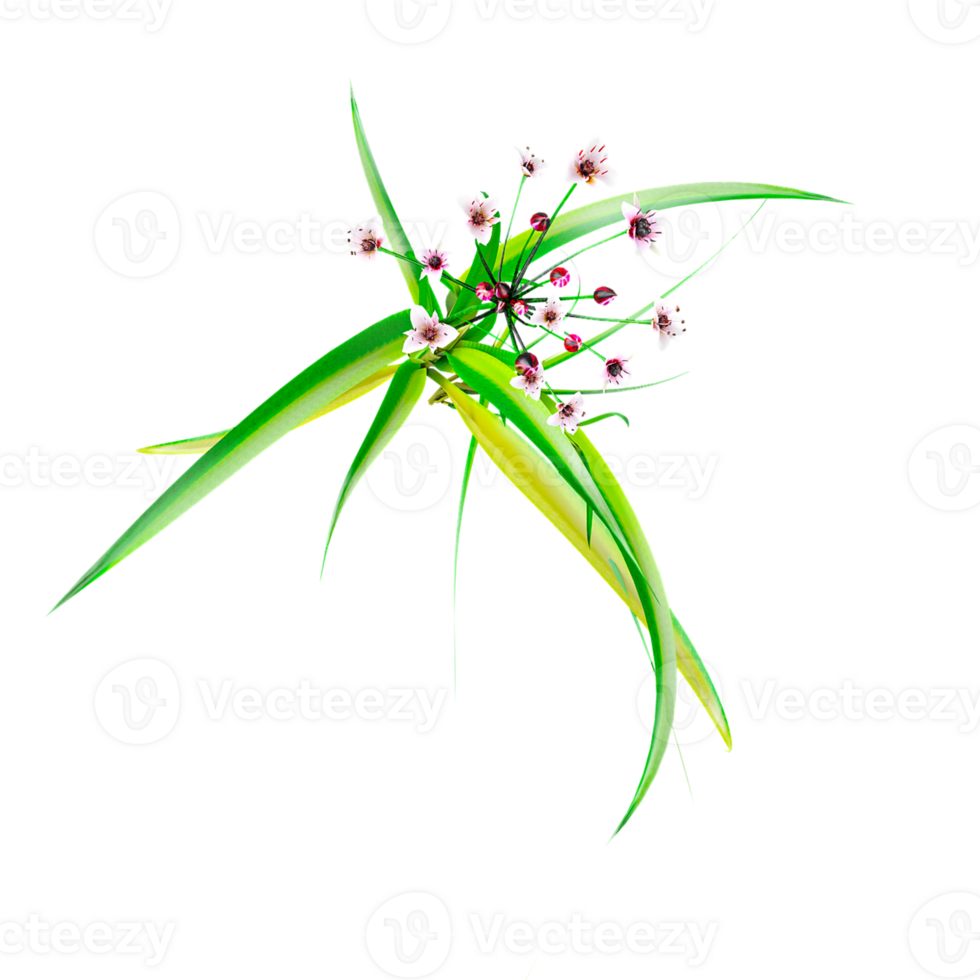 Collection of Paper reed grass isolated on transparent Canvas from the top view png