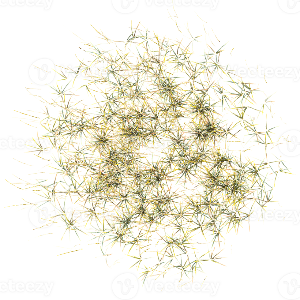 3d illustration of green grass isolated on transparent canvas from top view png