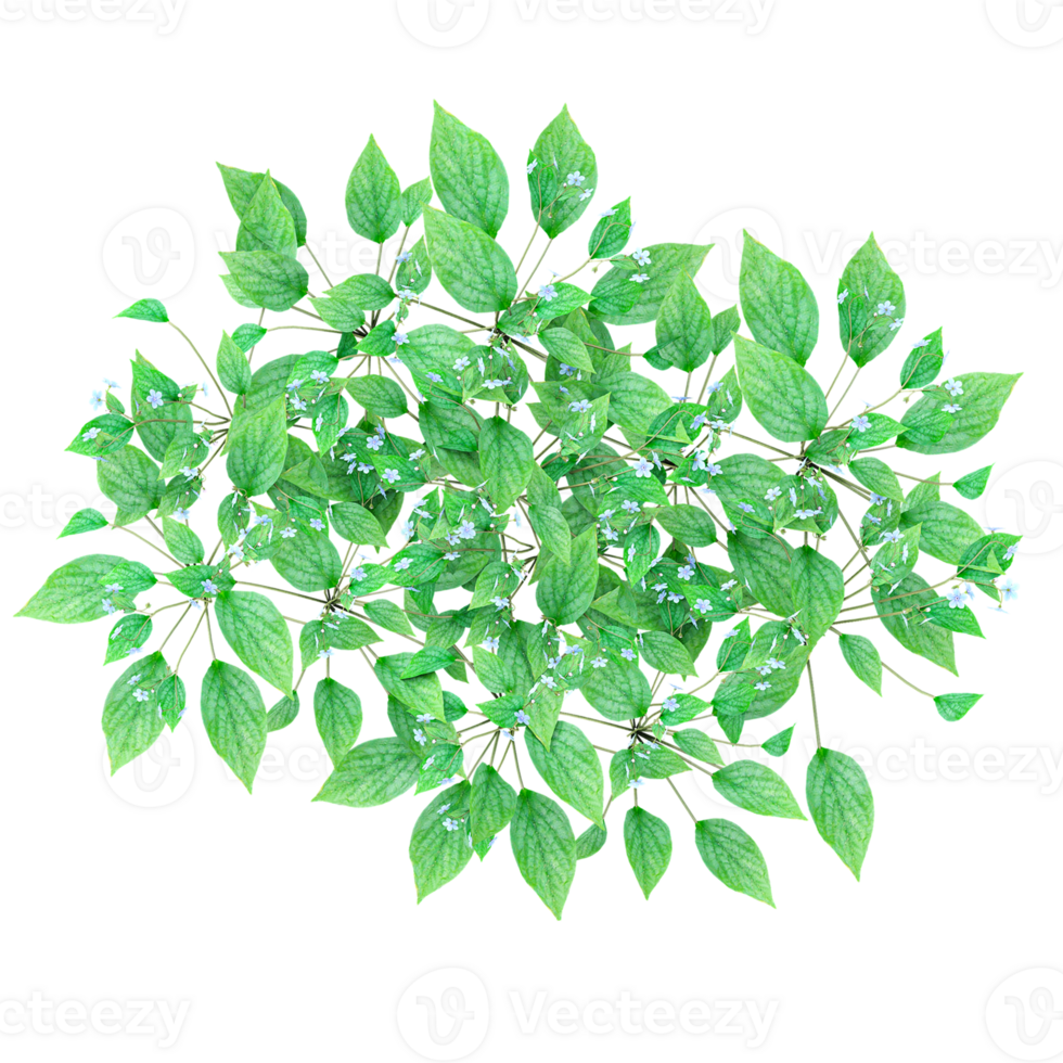 3D rendering of Topview plants on transparent Canvas png