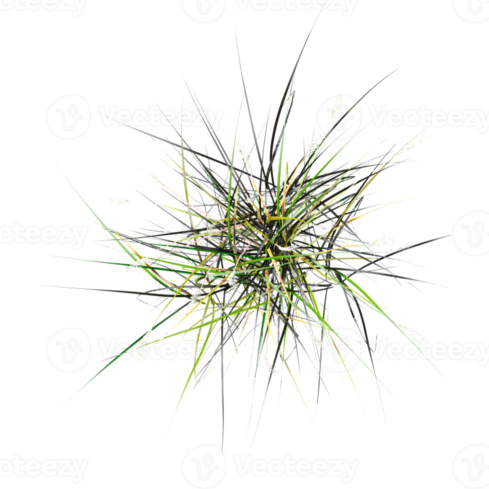 Collection of Green grass isolated on transparent Canvas from the top view png