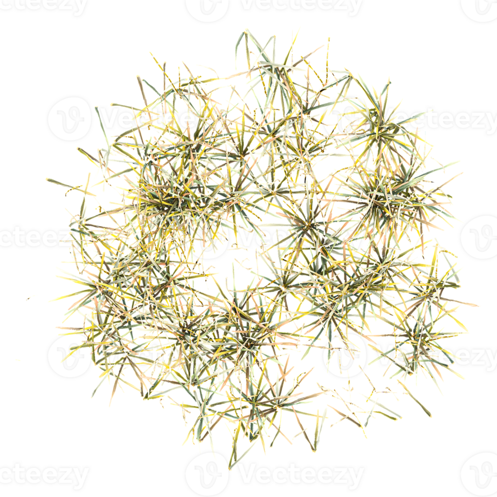 3d illustration of green Fresh grass isolated on transparent canvas from top view png