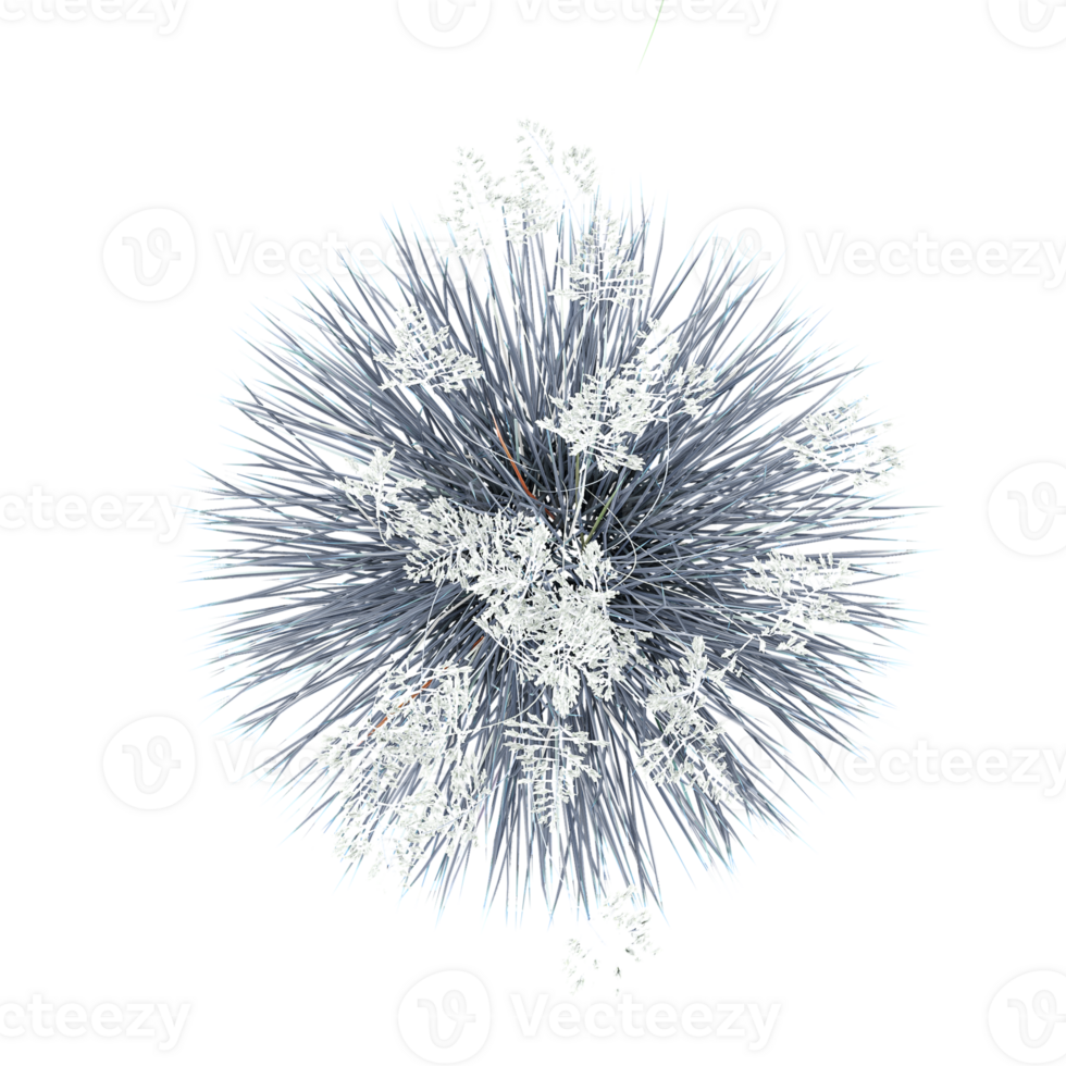 3d illustration of Andropogon grass isolated on transparent canvas from top view png