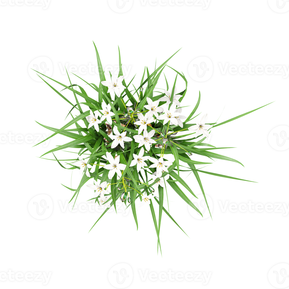 3d illustration of Ornithogalum umbellatum plant isolated on transparent canvas png