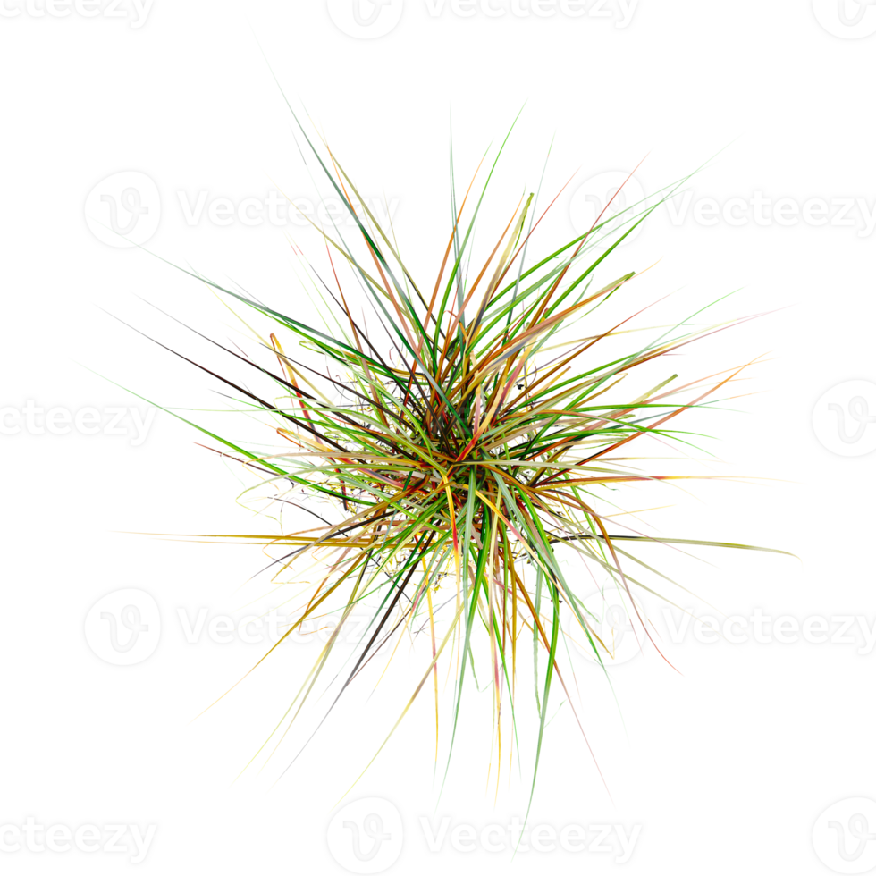 3d illustration of field grass isolated on transparent canvas from top view png