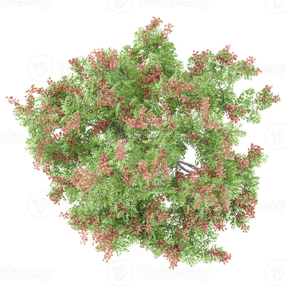 Green beautiful teria elegans tree isolated on Canvas from top view png