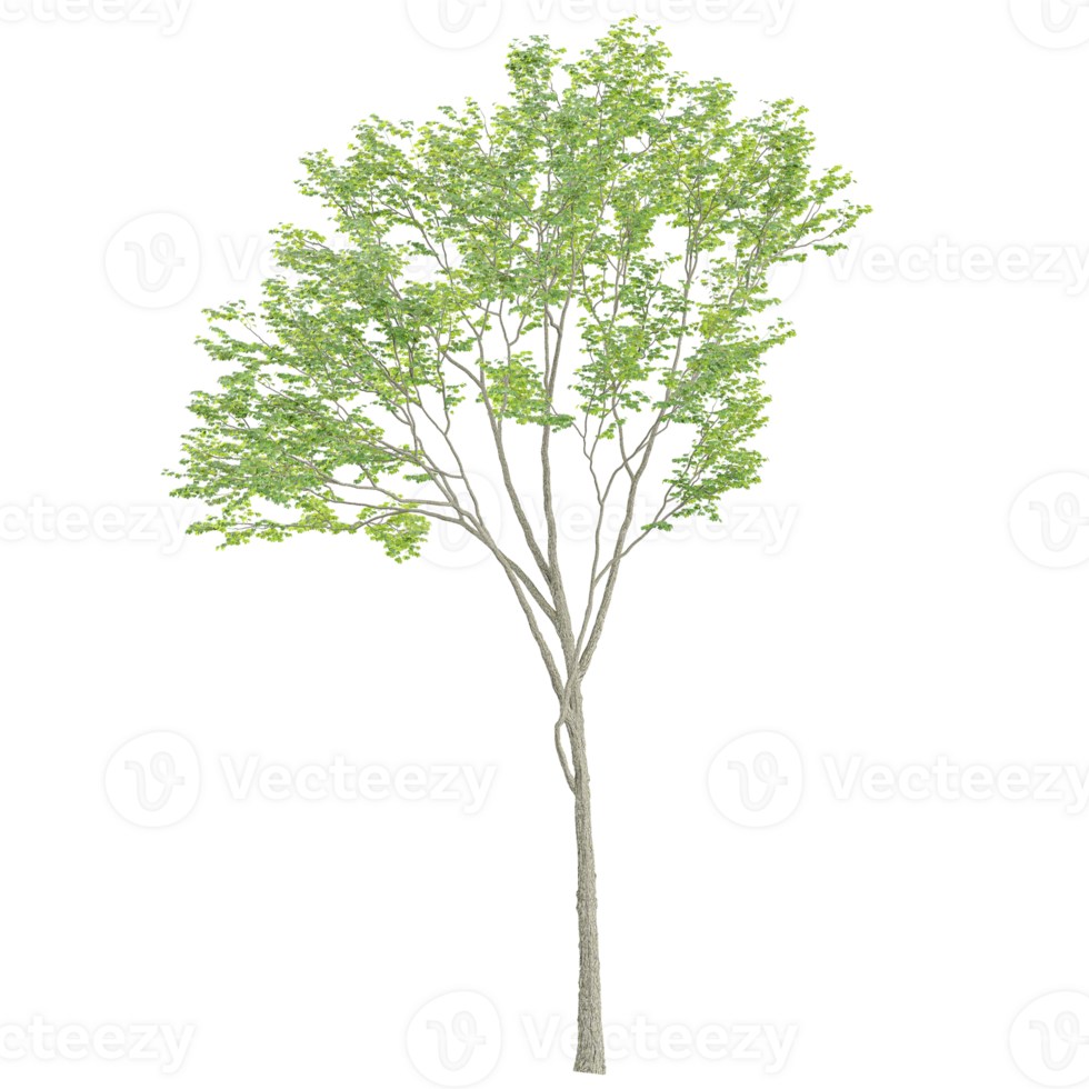 3d illustration of Fagus Sylvatica plant isolated on transparent canvas png