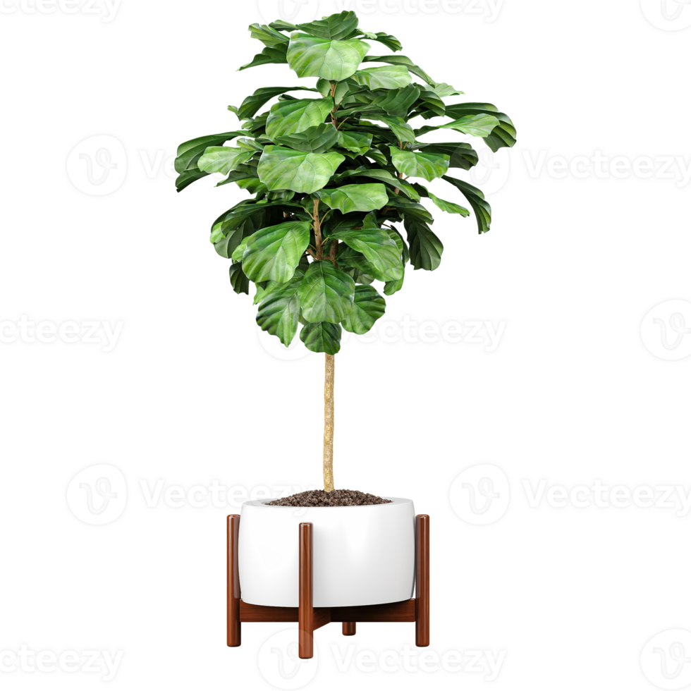 Collection of Fiddle-leaf fig in pot isolated on transparent Canvas png