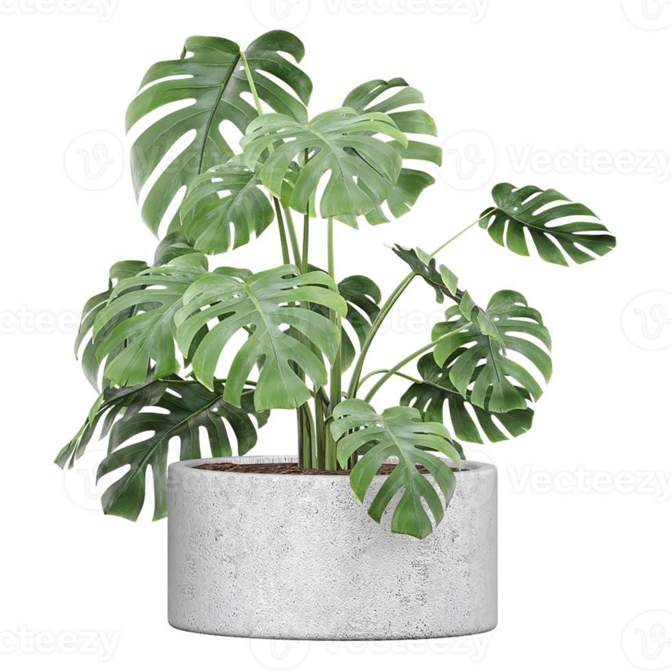 3d rendering of Swiss cheese plant in pot isolated on transparent Canvas png
